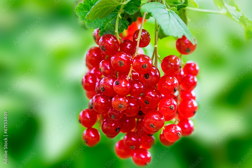 Close up photo of red currants on a twig Close up photo of red currants on a twig