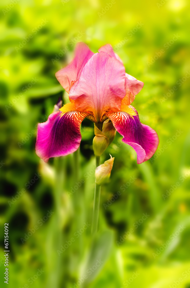 flower purple iris