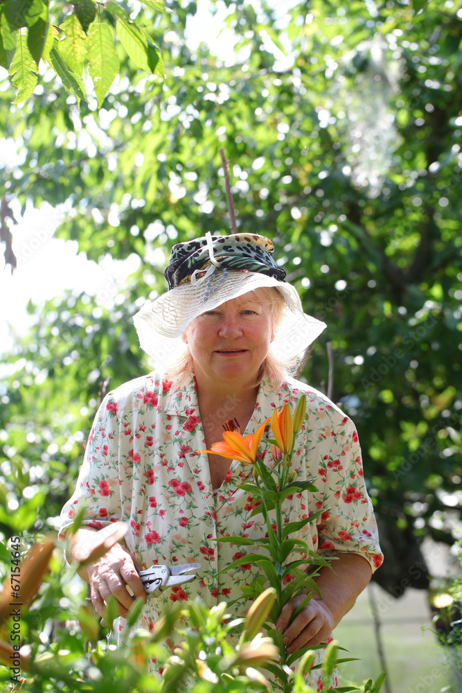 Woman in hat cuts off lily flowers. gardening. 