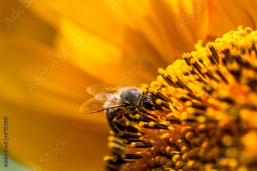 Fototapeta Naklejka Na Ścianę i Meble -  Biene