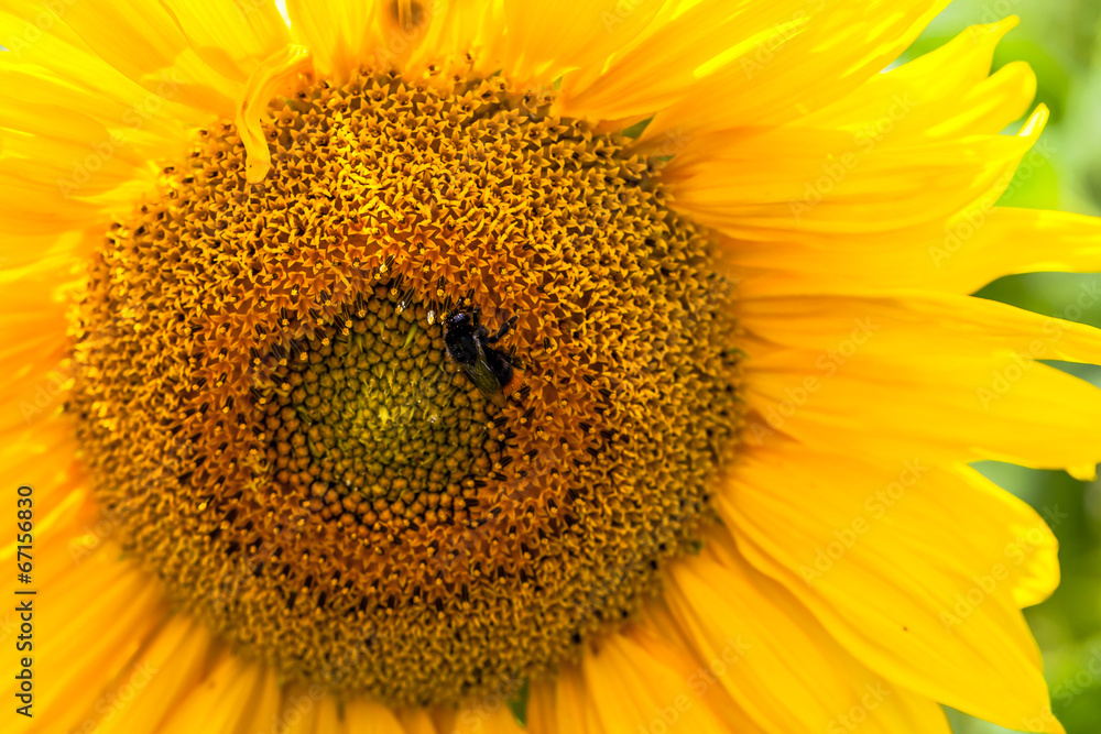 Naklejka premium Sonnenblume