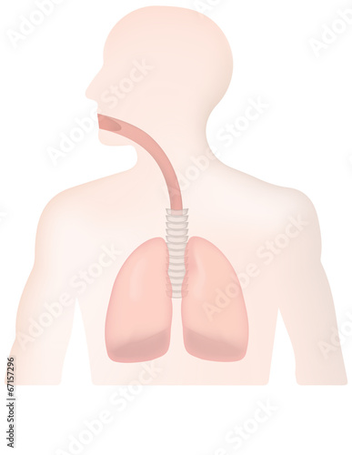 Lungs