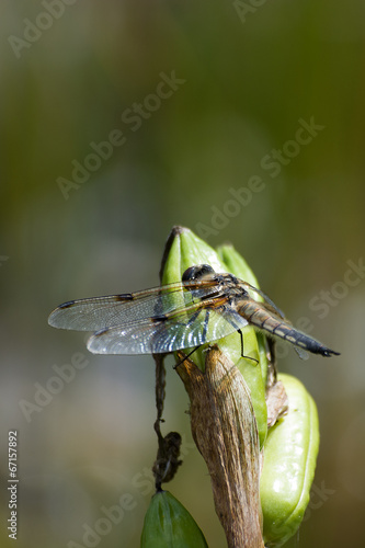 Libelle photo