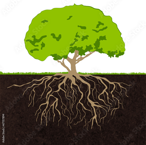 Tree roots sketch