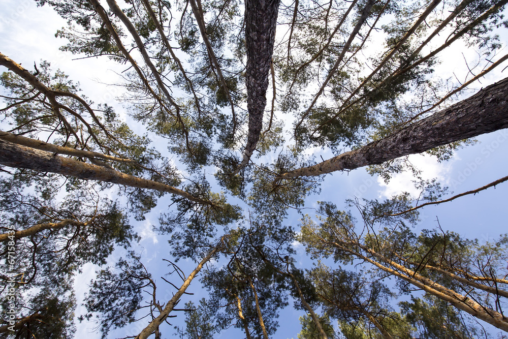 Fototapeta premium trees and sky in summer forest
