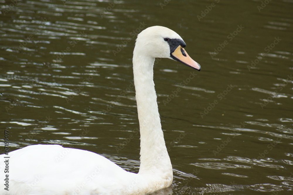 Mute Swan - Cygnus olor Mute Swan - Cygnus olor