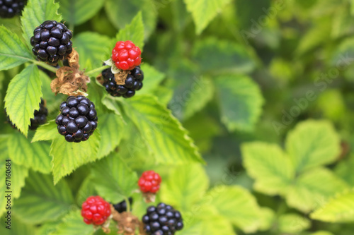 Close up of Blackberries