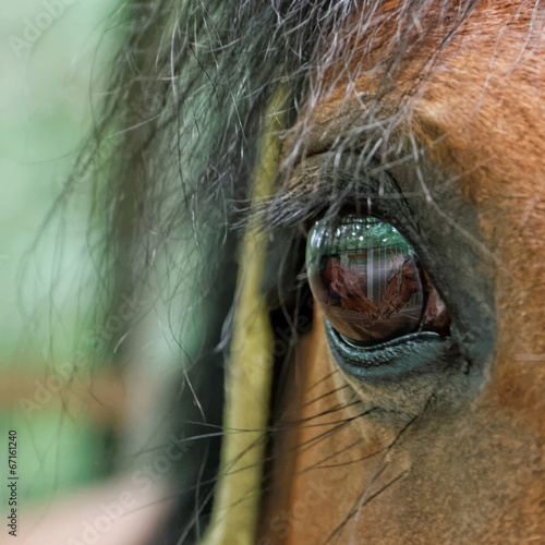 Pferd spiegelt sich im Auge
