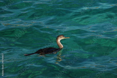 cormorano sull'acqua color smeraldo 2 © marcello malgari