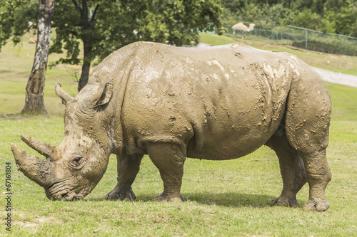 rhino in the nature