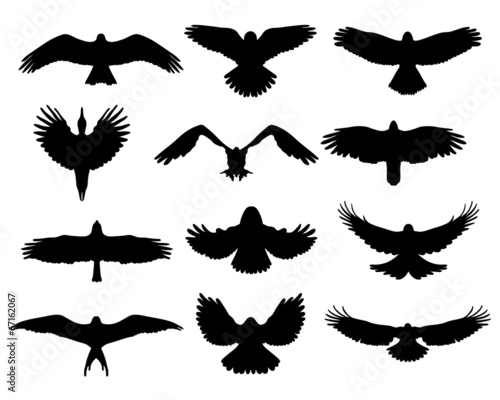 Black silhouettes of birds in flight, vector illustration