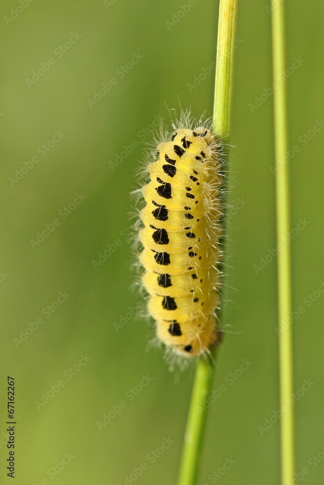Fototapeta premium Raupe des Sechsfleck-Widderchens (Zygaena filipendulae)