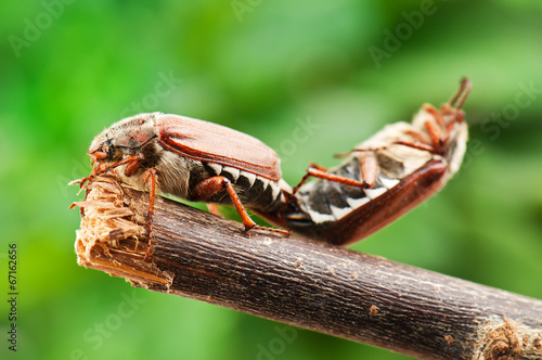 may bug couple photo