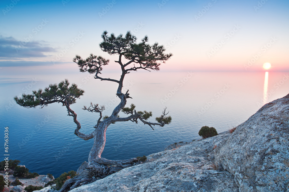 Naklejka premium exotic tree