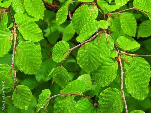 wet beech leaves
