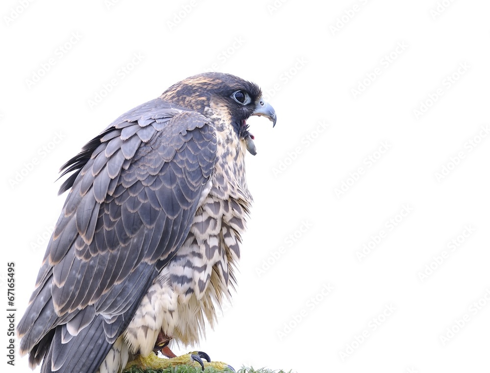 Fototapeta premium Isolated peregrine falcon.