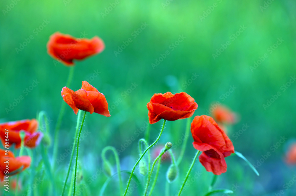 Naklejka premium red poppy