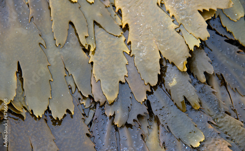 Toothed Wrack Seaweed
