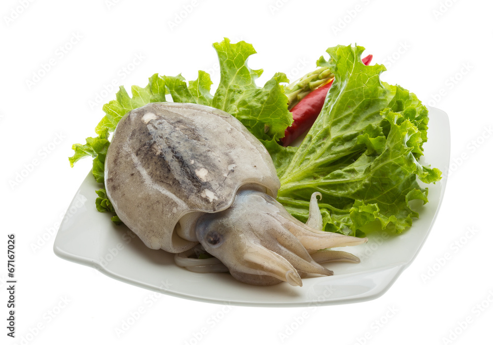 Raw cuttlefish Raw cuttlefish