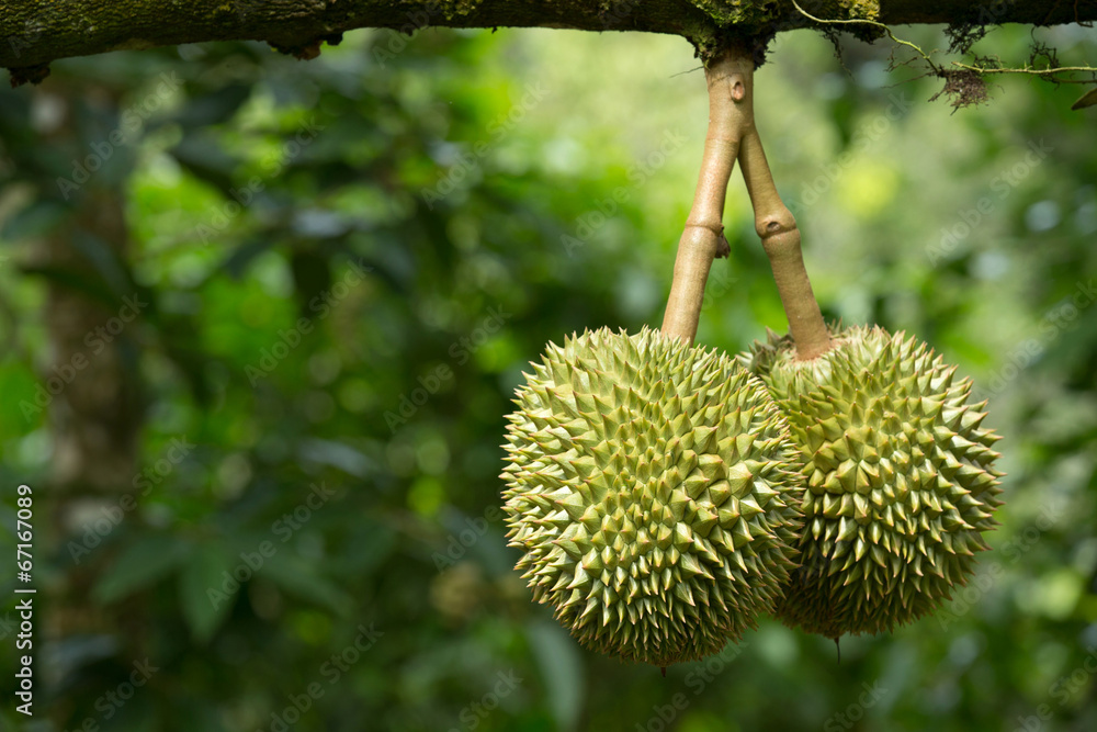 durian durian