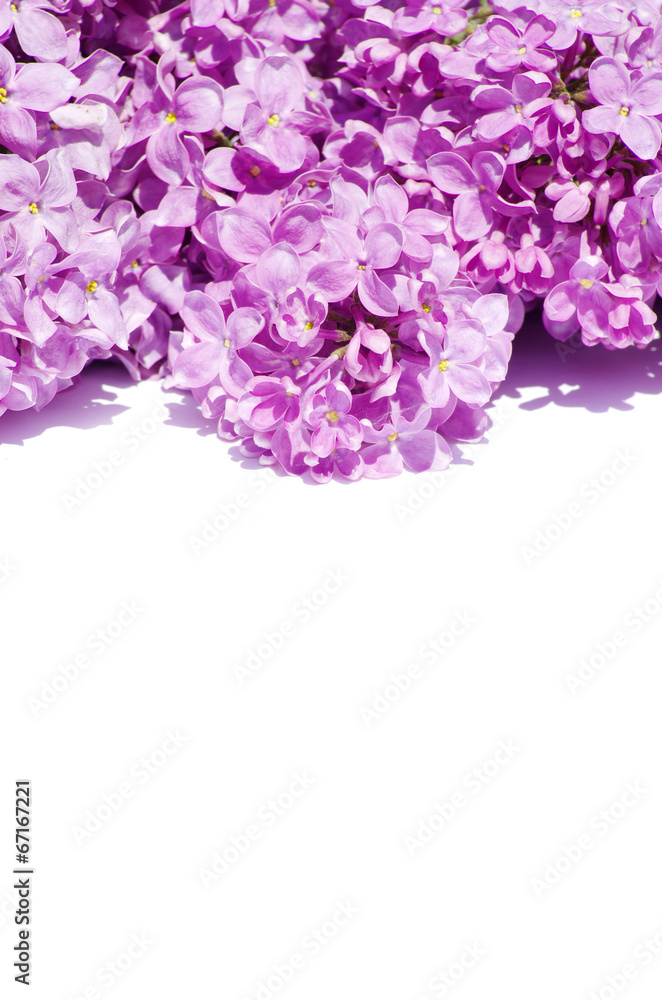 Fototapeta premium lilac flower