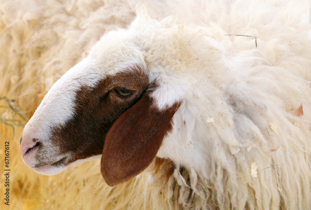 Naklejka premium Closeup of female Awassi sheep