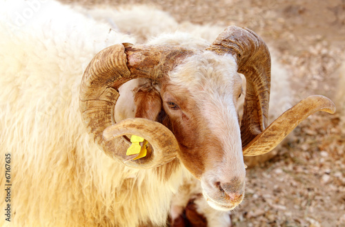 Portrait of a Awassi sheep photo