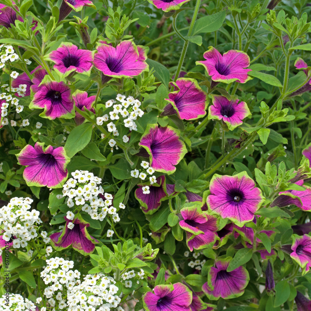 Petunien - Petunia Petunien - Petunia