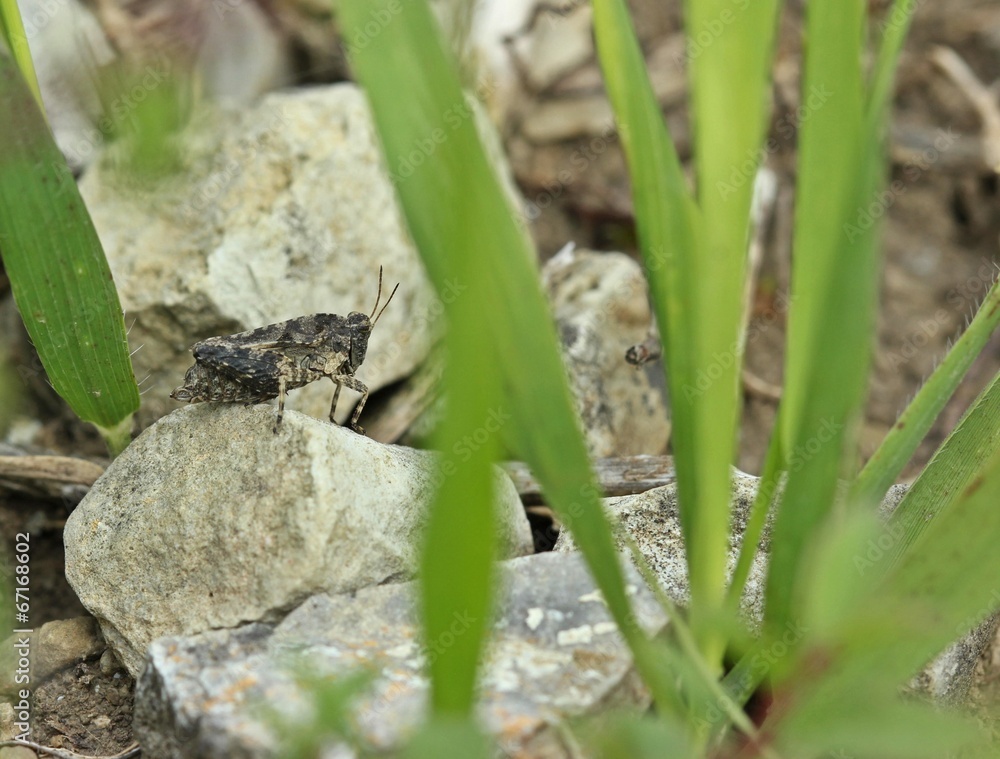 Langfühler-Dornschrecke (Tetrix tenuicornis) am Dörnberg Langfühler-Dornschrecke (Tetrix tenuicornis) am Dörnberg
