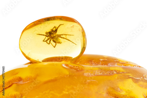 40 million year old spider trapped in Baltic amber