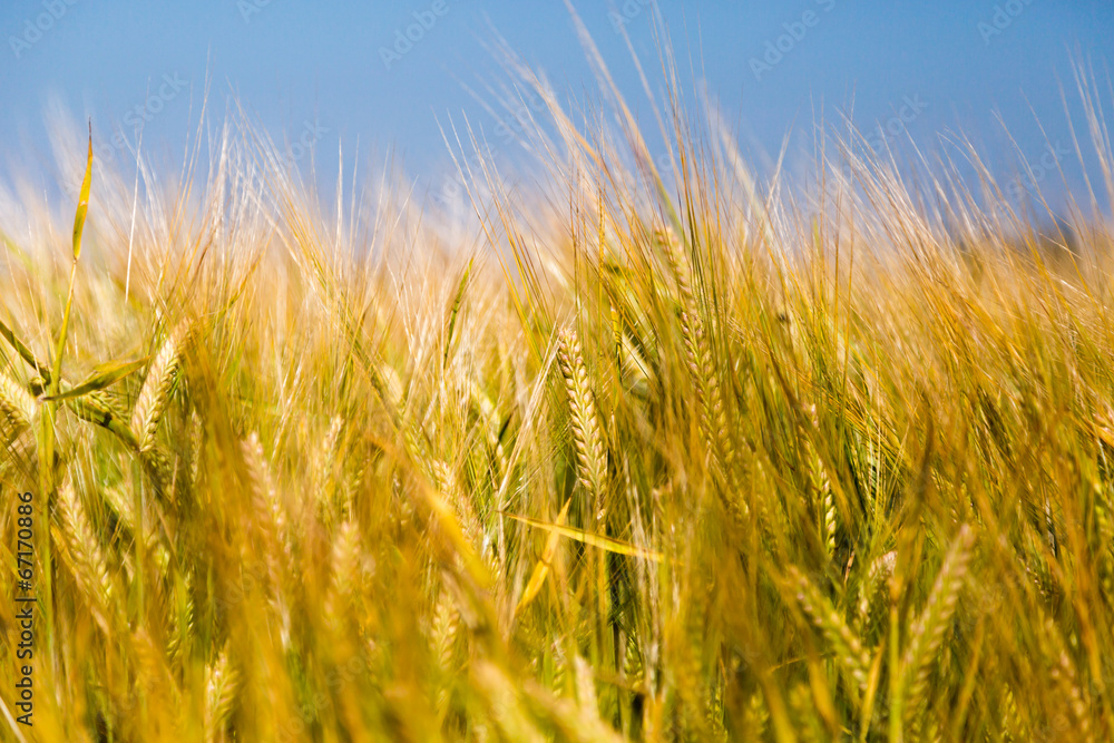 Fototapeta premium Grain field