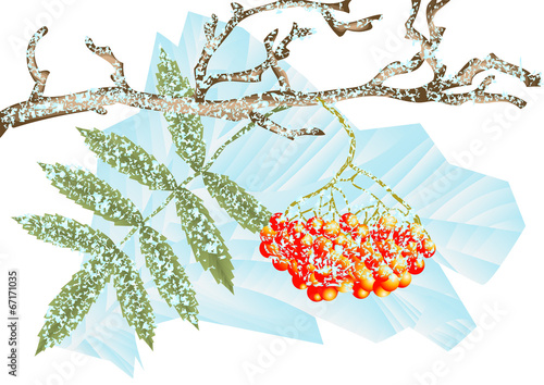 winter frost
