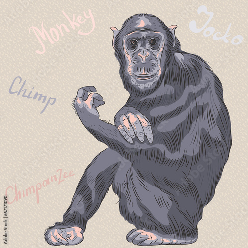 vector funny cartoon monkey Chimpanzee