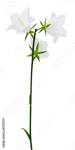 campanula flowers isolated on the white background