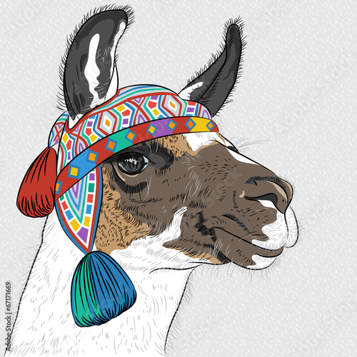 vector sketch of Alpaca