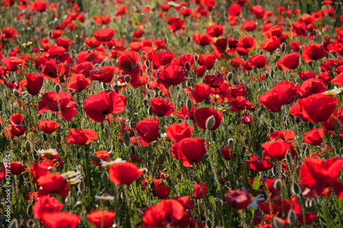 Poppy field against the sun