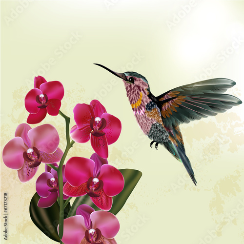 Fashion  floral background with orchid and hummingbird