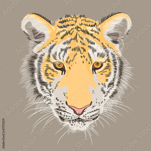 vector closeup portrait of a serious  tiger