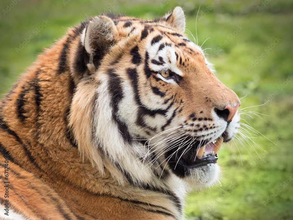 Obraz premium Tiger in grass