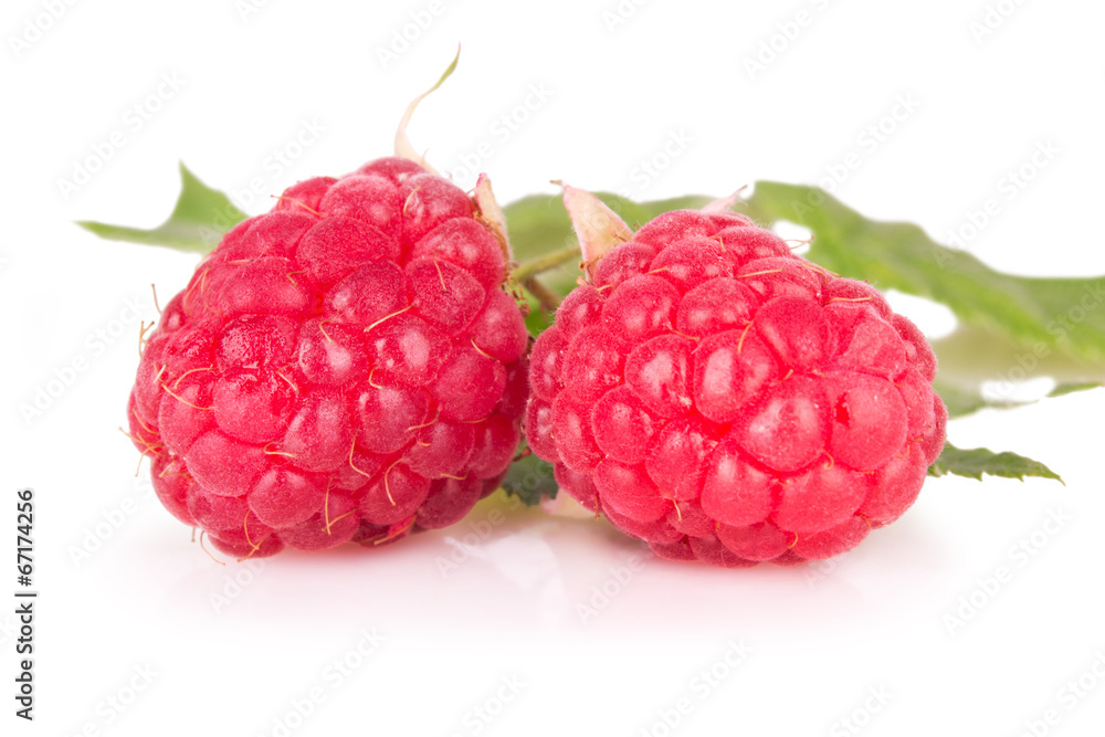 two ripe raspberries on a white background two ripe raspberries on a white background