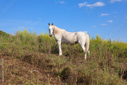 Fototapeta Naklejka Na Ścianę i Meble -  white horse on the hill