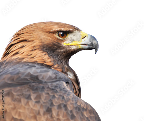 Golden eagle portrait isolated on white