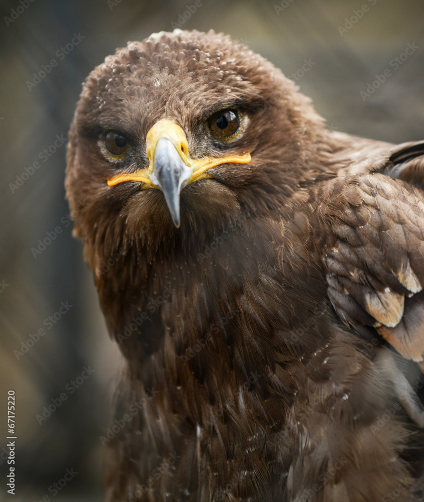 Golden eagle in cage portrait Golden eagle in cage portrait