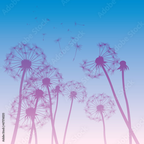vector dandelions illustration