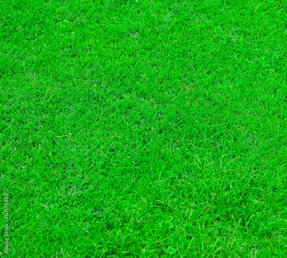 Fresh green grass texture Fresh green grass texture
