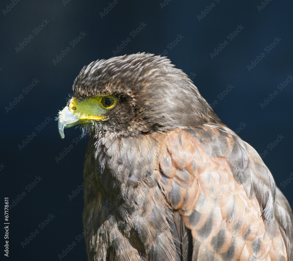 Closeup of harrier hawk Closeup of harrier hawk