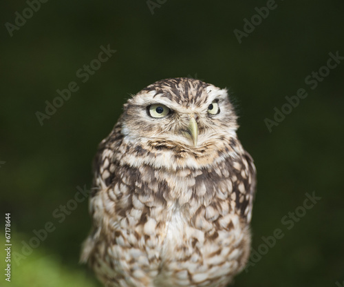 Closeup of burrowing owl © Paul Vinten