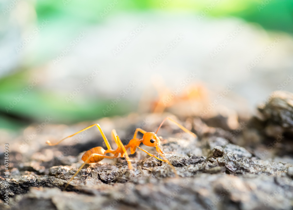 Ant in the small world Ant in the small world