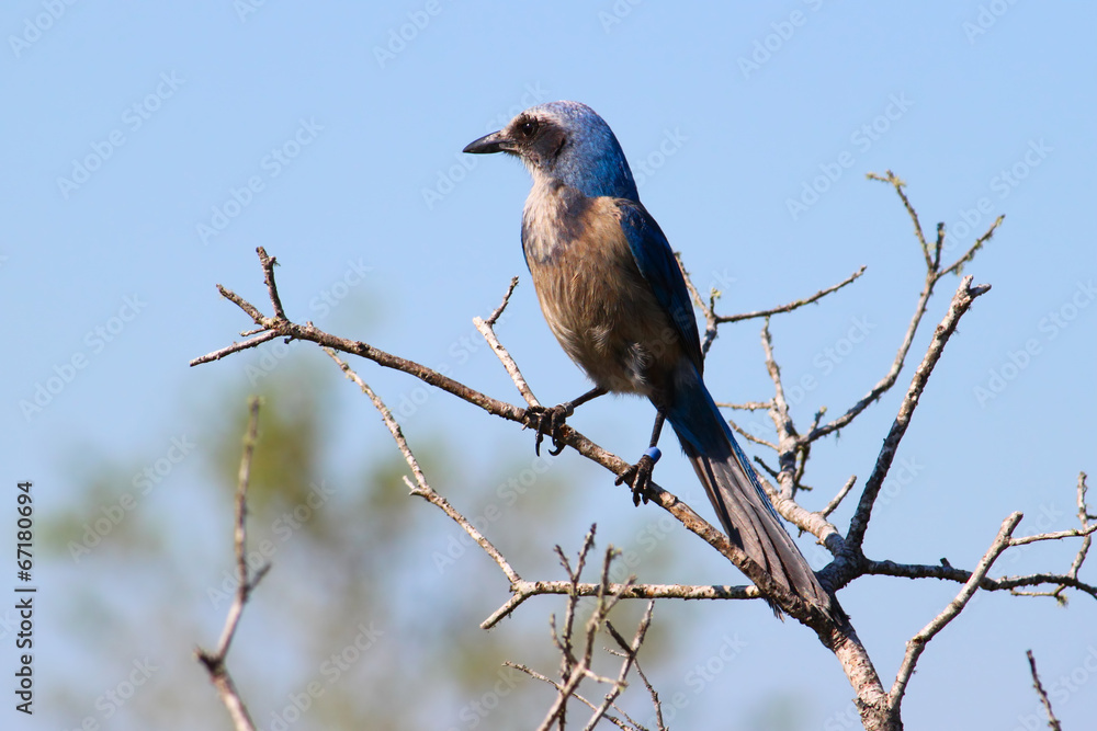 Fototapeta premium Florida Scrub Jay (Aphelocoma coerulescens)
