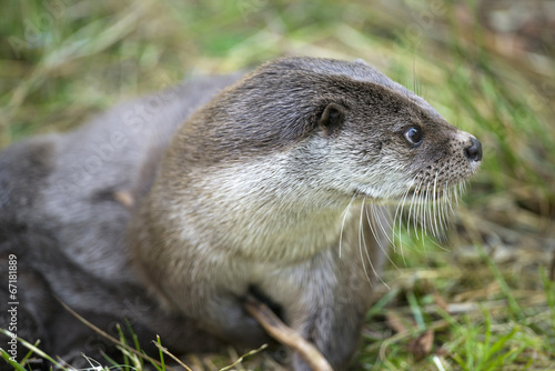 otter - Lutra lutra in nature